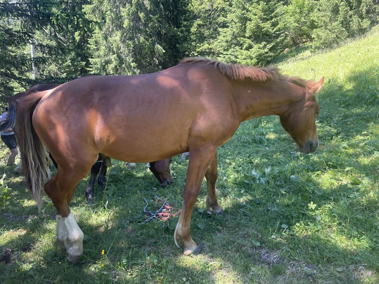 Freiberger Hengst 1 Jaar 160 cm Vos in Tannheim
