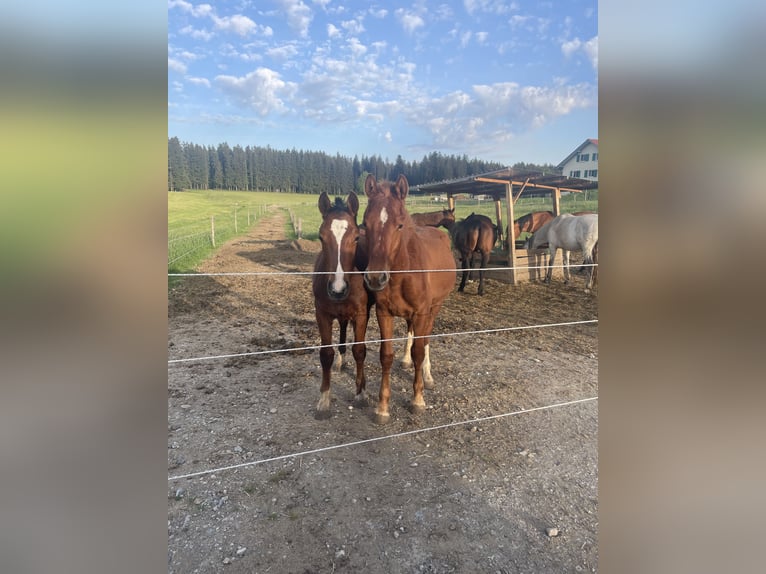 Freiberger Hengst 1 Jaar 160 cm Vos in Tannheim