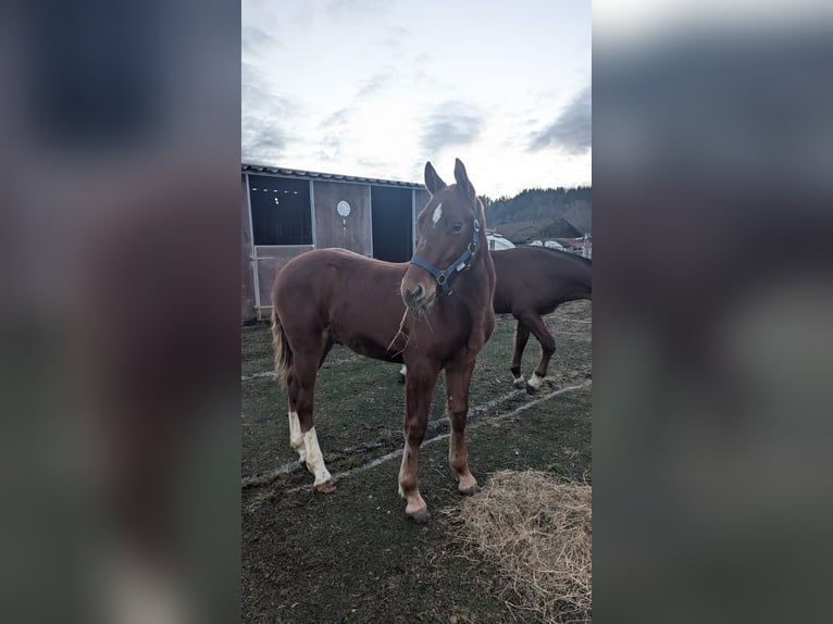 Freiberger Hengst 1 Jaar 160 cm Vos in Tannheim
