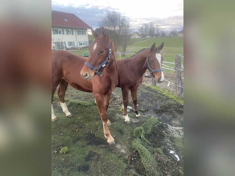 Freiberger Hengst 1 Jaar 160 cm Vos in Tannheim