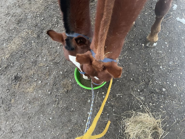 Freiberger Hengst 1 Jaar 160 cm Vos in Tannheim