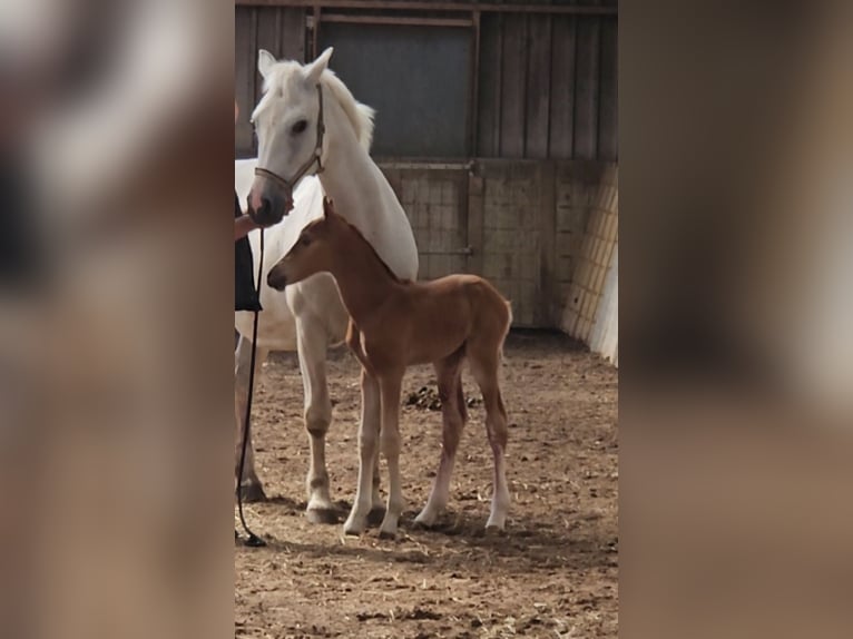 Freiberger Hengst 1 Jaar 160 cm Vos in Olst