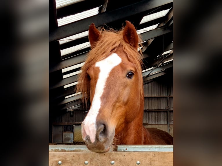 Freiberger Hengst 1 Jaar 160 cm Vos in Olst