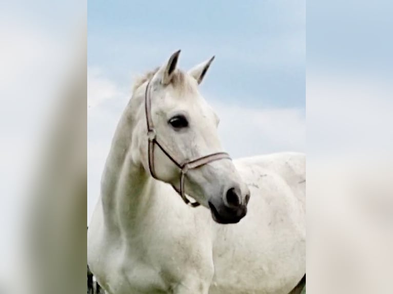 Freiberger Hengst 1 Jaar 160 cm Vos in Olst