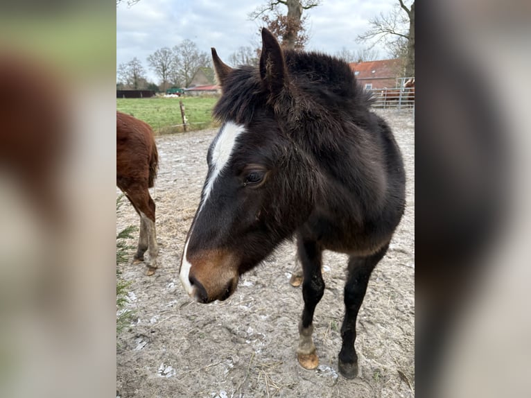 Freiberger Hengst 1 Jaar 160 cm Zwartbruin in Rhauderfehn