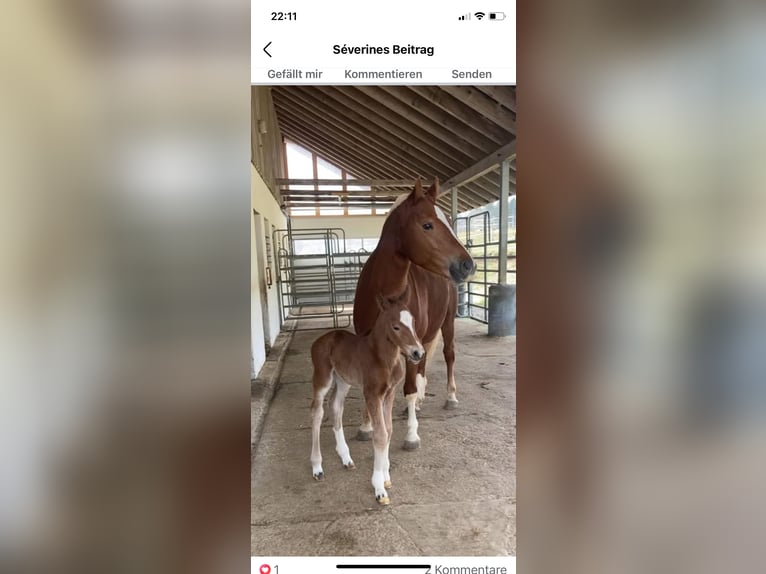 Freiberger Hengst 1 Jaar 164 cm Bruin in Vilshofen