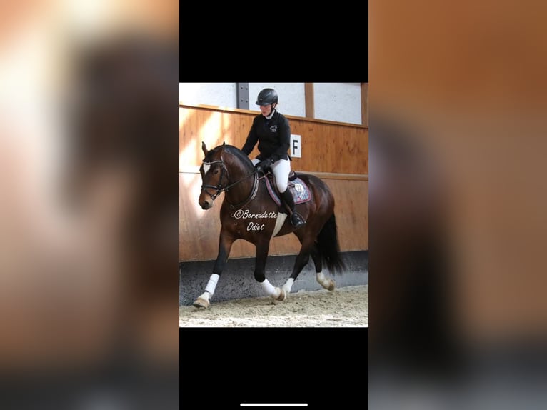 Freiberger Hengst 1 Jaar 164 cm Bruin in Vilshofen