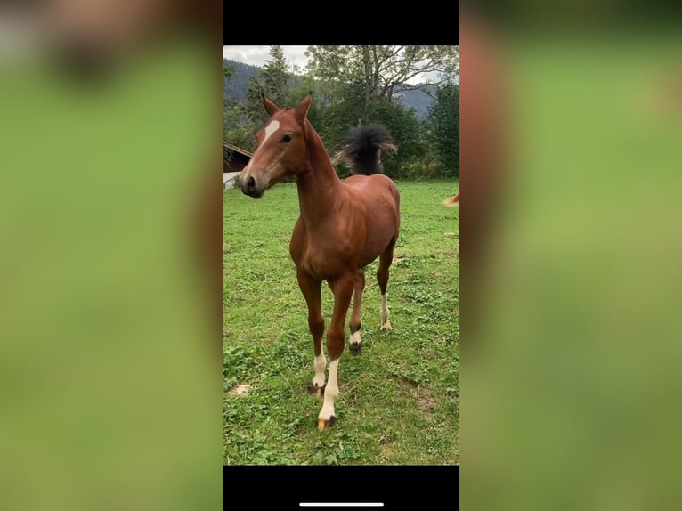 Freiberger Hengst 1 Jaar 164 cm Bruin in Vilshofen