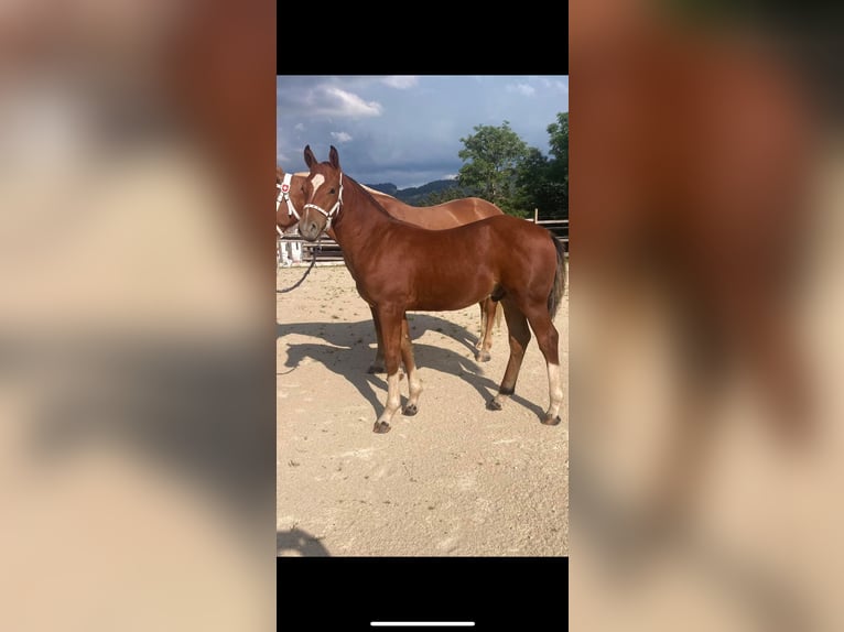 Freiberger Hengst 1 Jaar 164 cm Bruin in Vilshofen