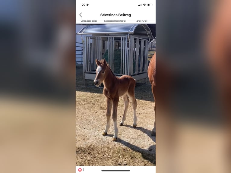 Freiberger Hengst 1 Jaar 164 cm Bruin in Vilshofen