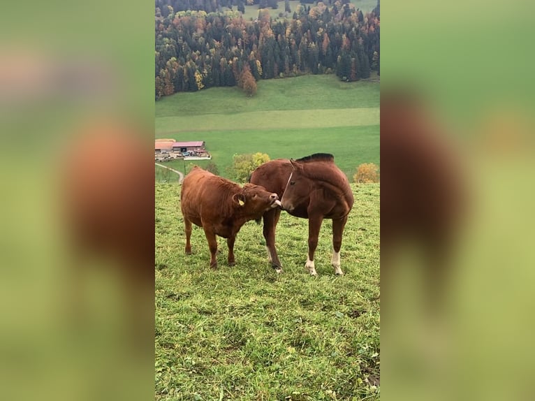 Freiberger Hengst 1 Jaar 164 cm Bruin in Vilshofen