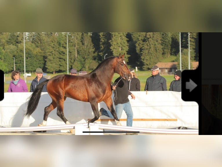 Freiberger Hengst 1 Jaar 164 cm Bruin in Vilshofen