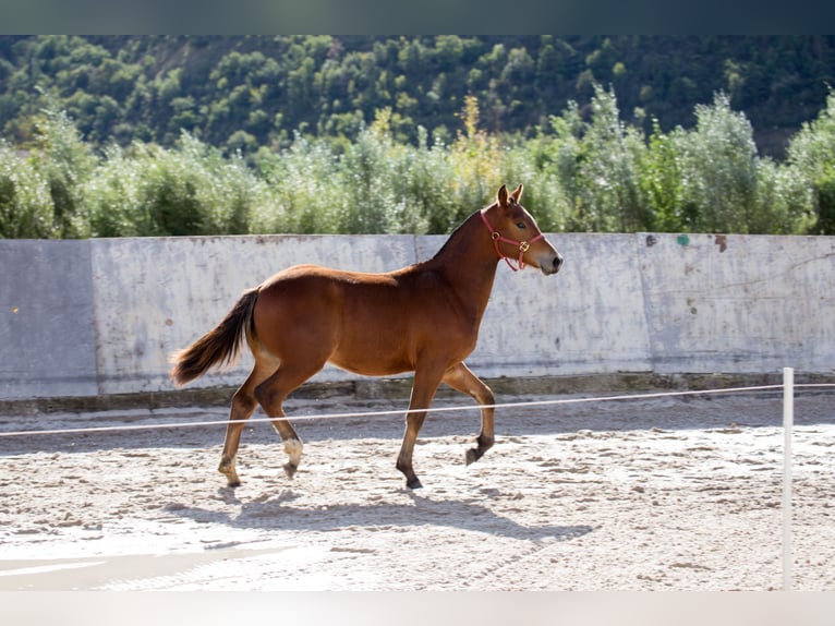 Freiberger Hengst 1 Jaar Bruin in Visp