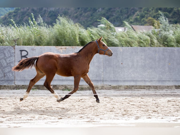 Freiberger Hengst 1 Jaar Bruin in Visp