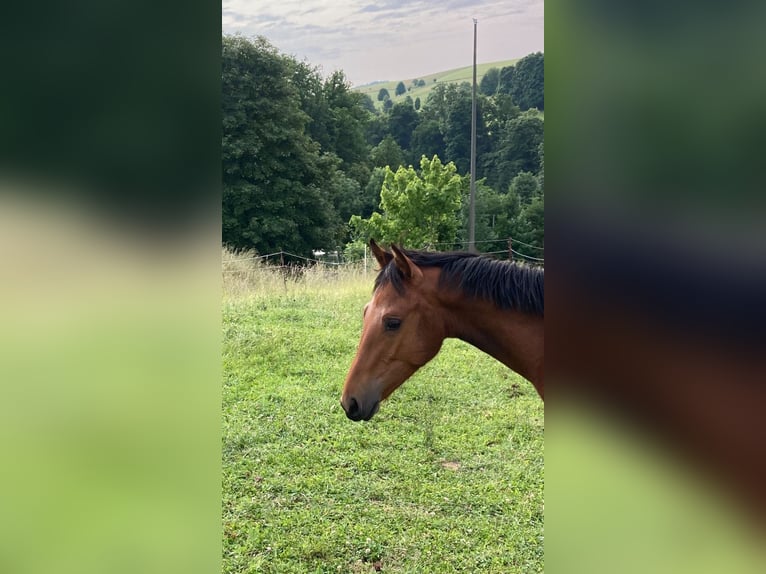 Freiberger Hengst 1 Jaar in Wildenfels