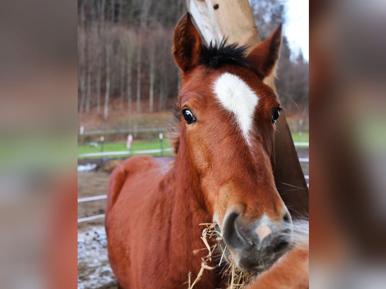 Freiberger Hengst 1 Jaar Roodbruin in Marktschellenberg