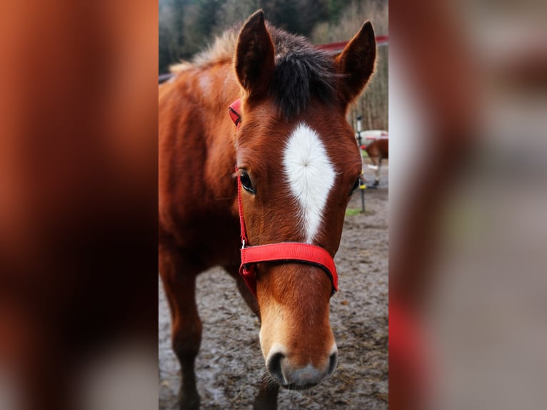 Freiberger Hengst 1 Jaar Roodbruin in Marktschellenberg