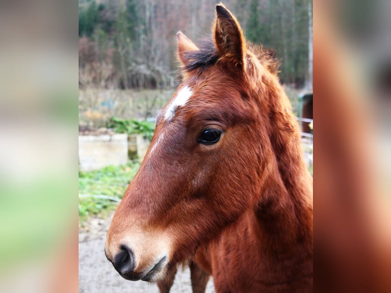 Freiberger Hengst 1 Jaar Roodbruin in Marktschellenberg