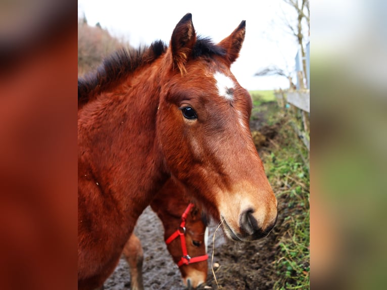 Freiberger Hengst 1 Jaar Roodbruin in Marktschellenberg