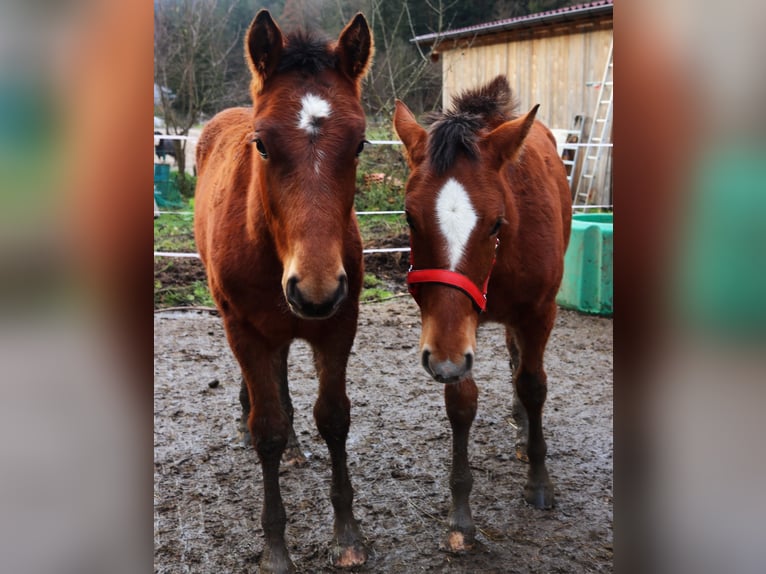 Freiberger Hengst 1 Jaar Roodbruin in Marktschellenberg