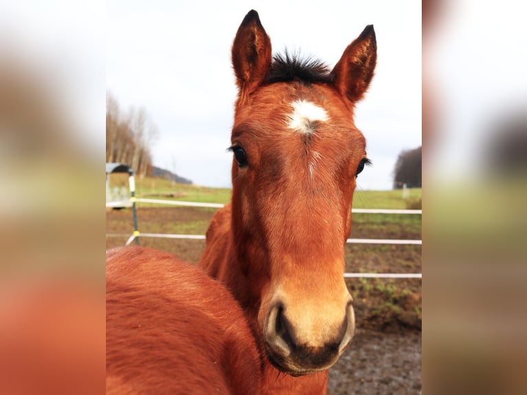 Freiberger Hengst 1 Jaar Roodbruin in Marktschellenberg