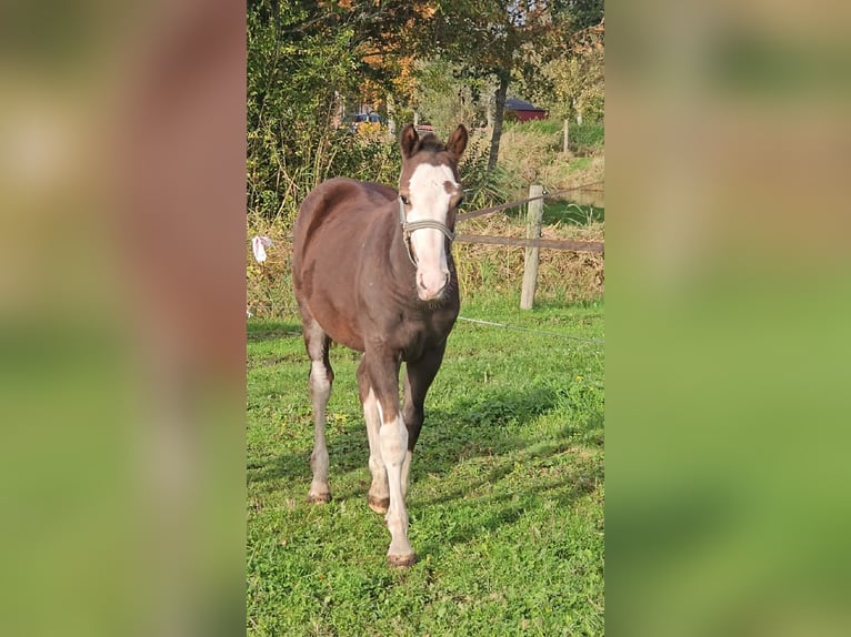 Freiberger Hengst 1 Jahr 157 cm Dunkelfuchs in Olst