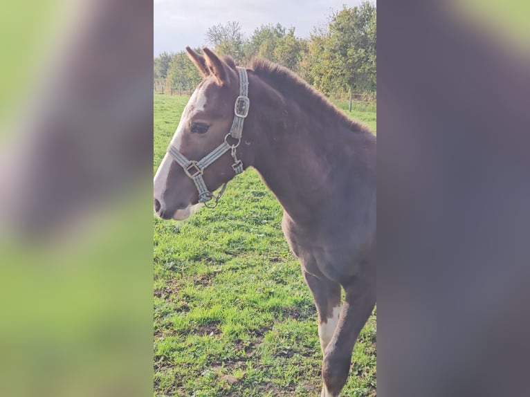 Freiberger Hengst 1 Jahr 157 cm Dunkelfuchs in Olst