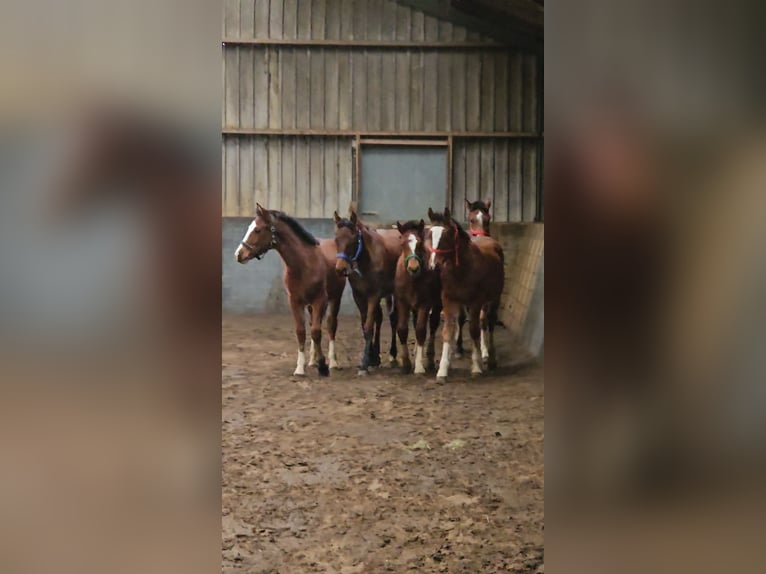 Freiberger Hengst 1 Jahr 158 cm Brauner in Olst