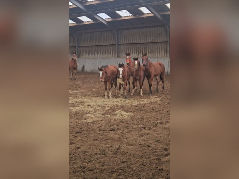 Freiberger Hengst 1 Jahr 158 cm Brauner in Olst