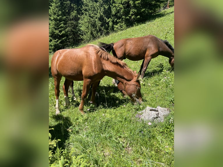 Freiberger Hengst 1 Jahr 160 cm Fuchs in Tannheim