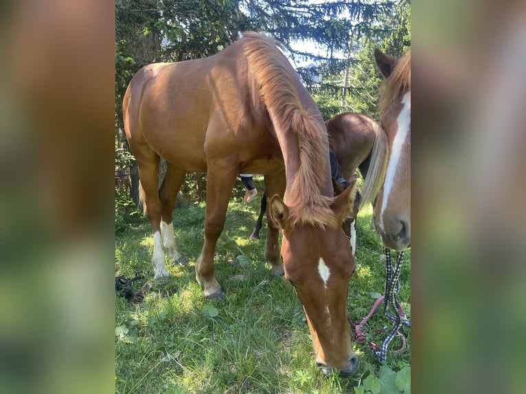 Freiberger Hengst 1 Jahr 160 cm Fuchs in Tannheim