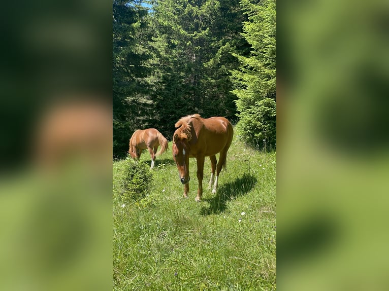 Freiberger Hengst 1 Jahr 160 cm Fuchs in Tannheim