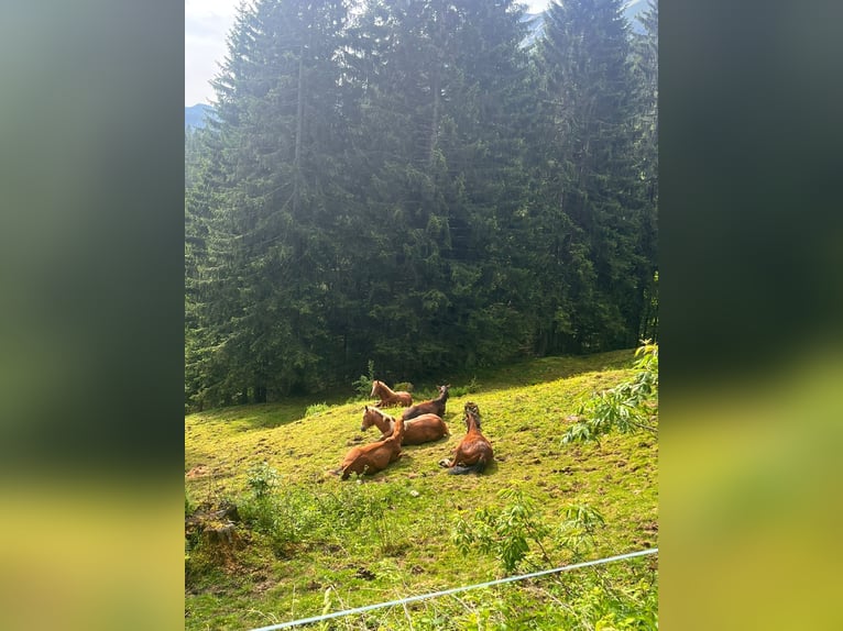 Freiberger Hengst 1 Jahr 160 cm Fuchs in Tannheim