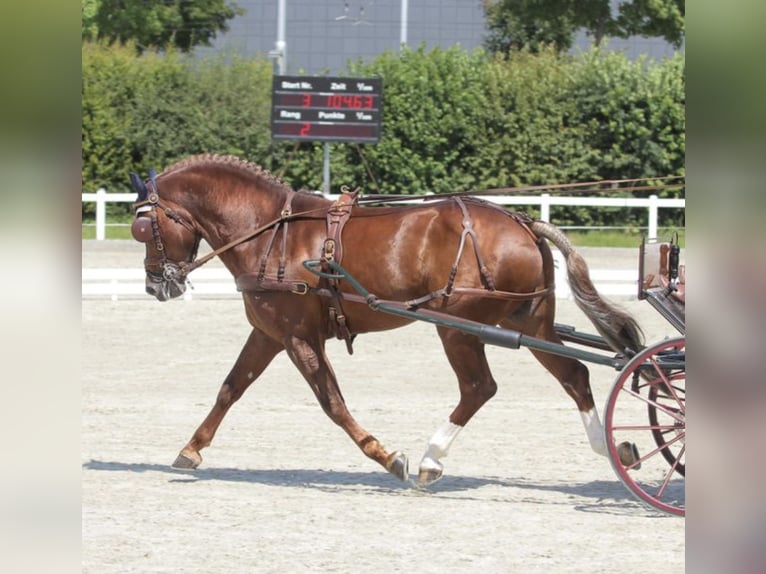 Freiberger Hengst 1 Jahr 160 cm Fuchs in Tannheim