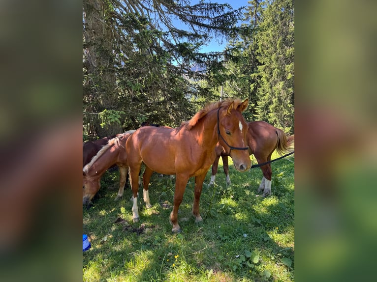 Freiberger Hengst 1 Jahr 160 cm Fuchs in Tannheim