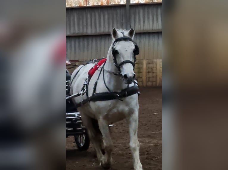 Freiberger Hengst 1 Jahr 160 cm Fuchs in Olst