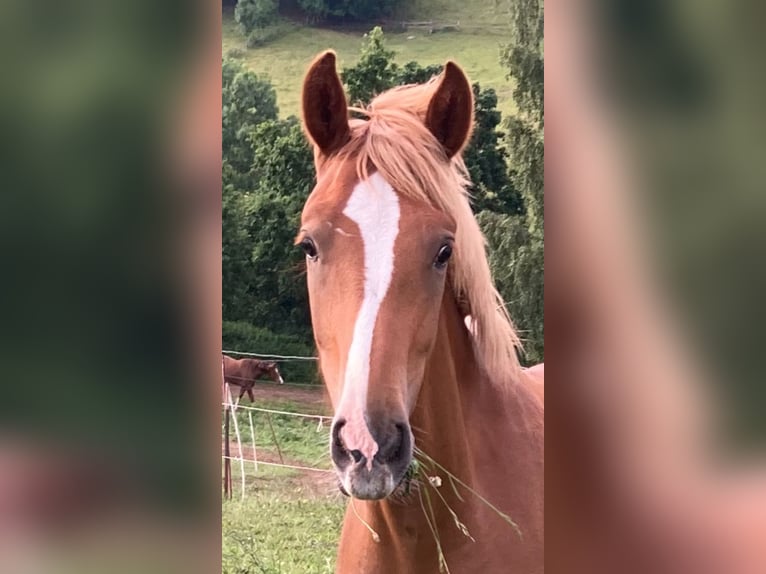 Freiberger Hengst 1 Jahr in Wildenfels