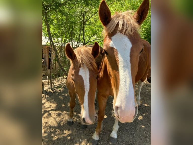 Freiberger Hengst 1 Jahr in Wildenfels