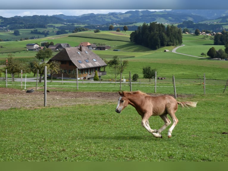 Freiberger Hengst 1 Jahr Fuchs in Affoltern