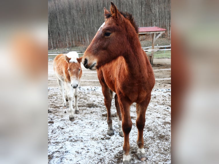 Freiberger Hengst 1 Jahr Rotbrauner in Marktschellenberg