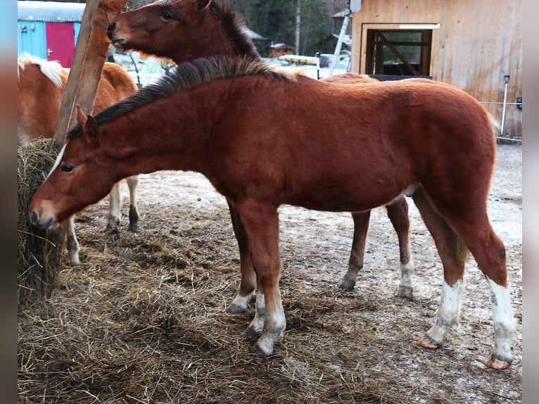 Freiberger Hengst 1 Jahr Rotbrauner in Marktschellenberg