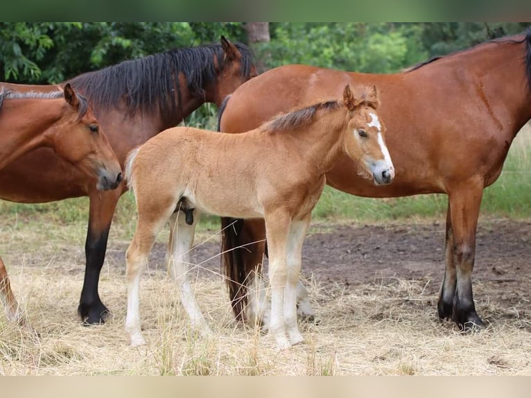 Freiberger Hengst 2 Jaar 155 cm Bruin in Barenburg