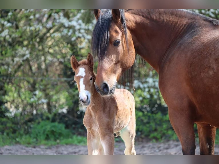 Freiberger Hengst 2 Jaar 155 cm Bruin in Barenburg