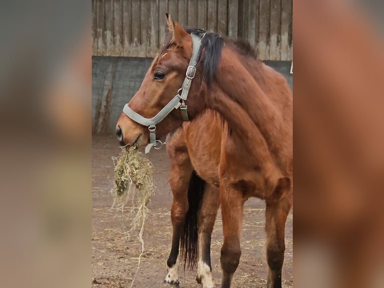 Freiberger Hengst 2 Jaar 160 cm Bruin in Olst
