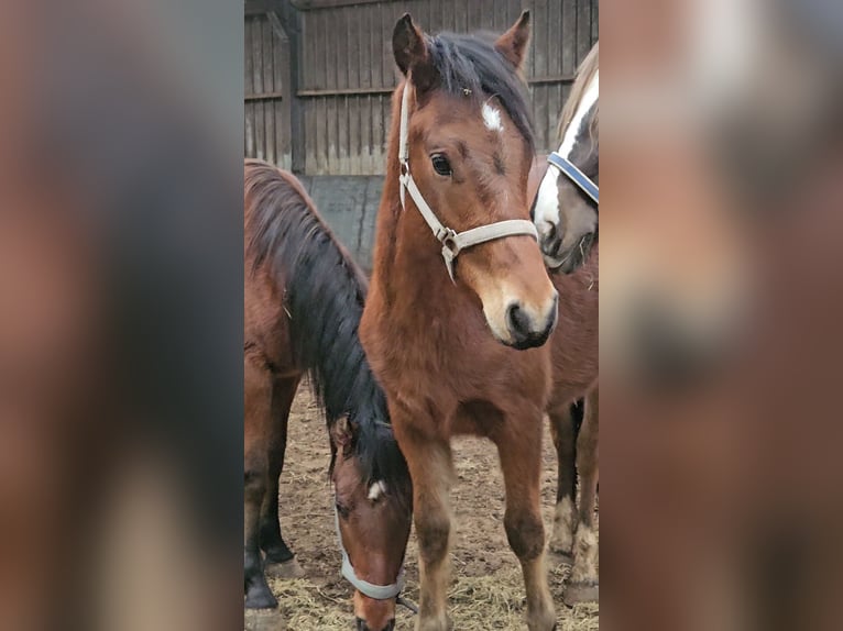 Freiberger Hengst 2 Jaar 160 cm Bruin in Olst