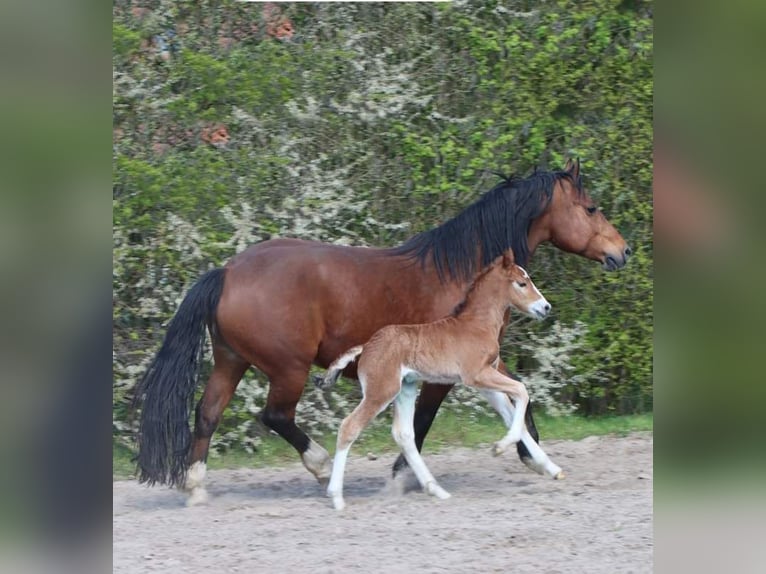 Freiberger Hengst 2 Jahre 155 cm Brauner in Barenburg