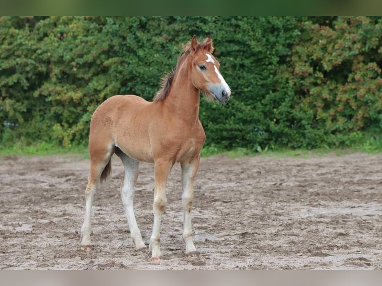 Freiberger Hengst 2 Jahre 155 cm Brauner in Barenburg