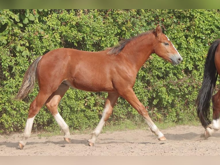 Freiberger Hengst 2 Jahre 155 cm Brauner in Barenburg