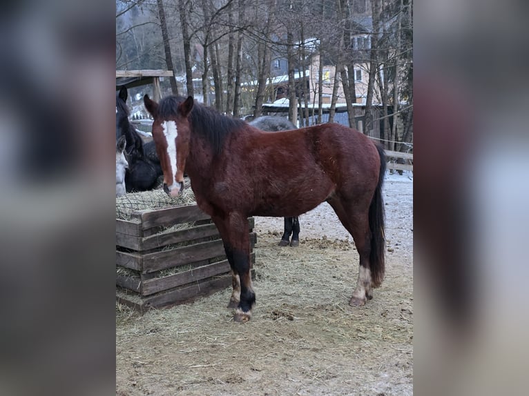 Freiberger Hengst 2 Jahre 159 cm Brauner in Gräfenberg