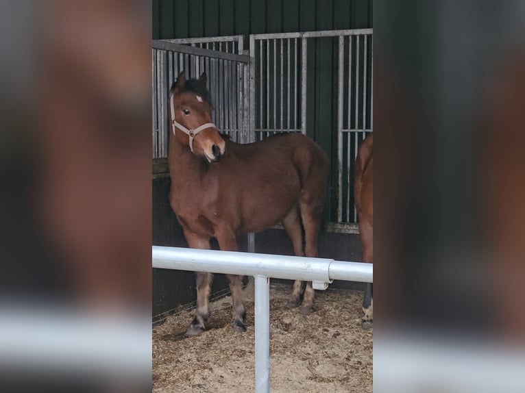 Freiberger Hengst 2 Jahre 160 cm Brauner in Olst